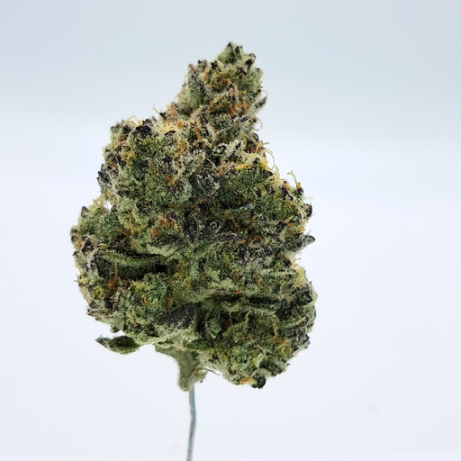[AAA-GMxIC-W1] GMO x ICC (AAA)