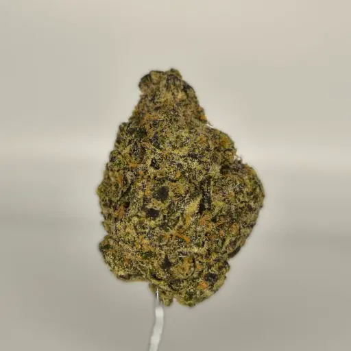 [IN+-ChGe-CA] Cherry Gelato (IN+)